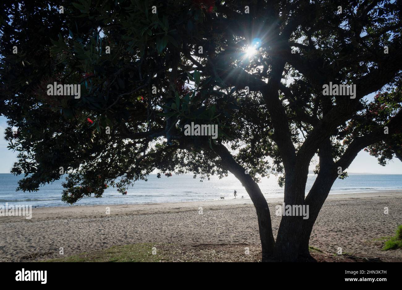 Sun starbursts through Pohutukawa tree.  People and dogs walking at Milford beach, Auckland. Stock Photo