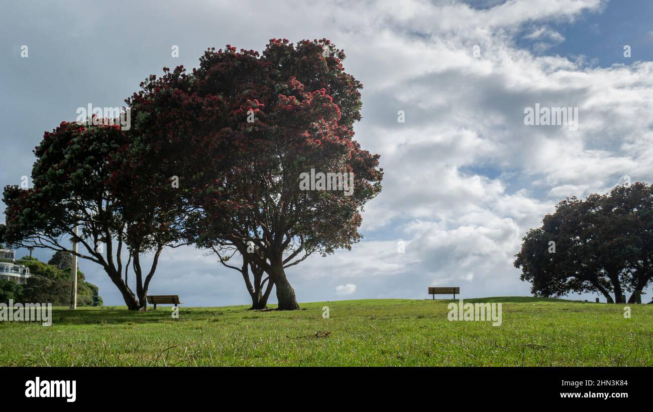 Pohutukawa trees are in full bloom at Milford Beach, Auckland. New Zealand Christmas Tree. Stock Photo