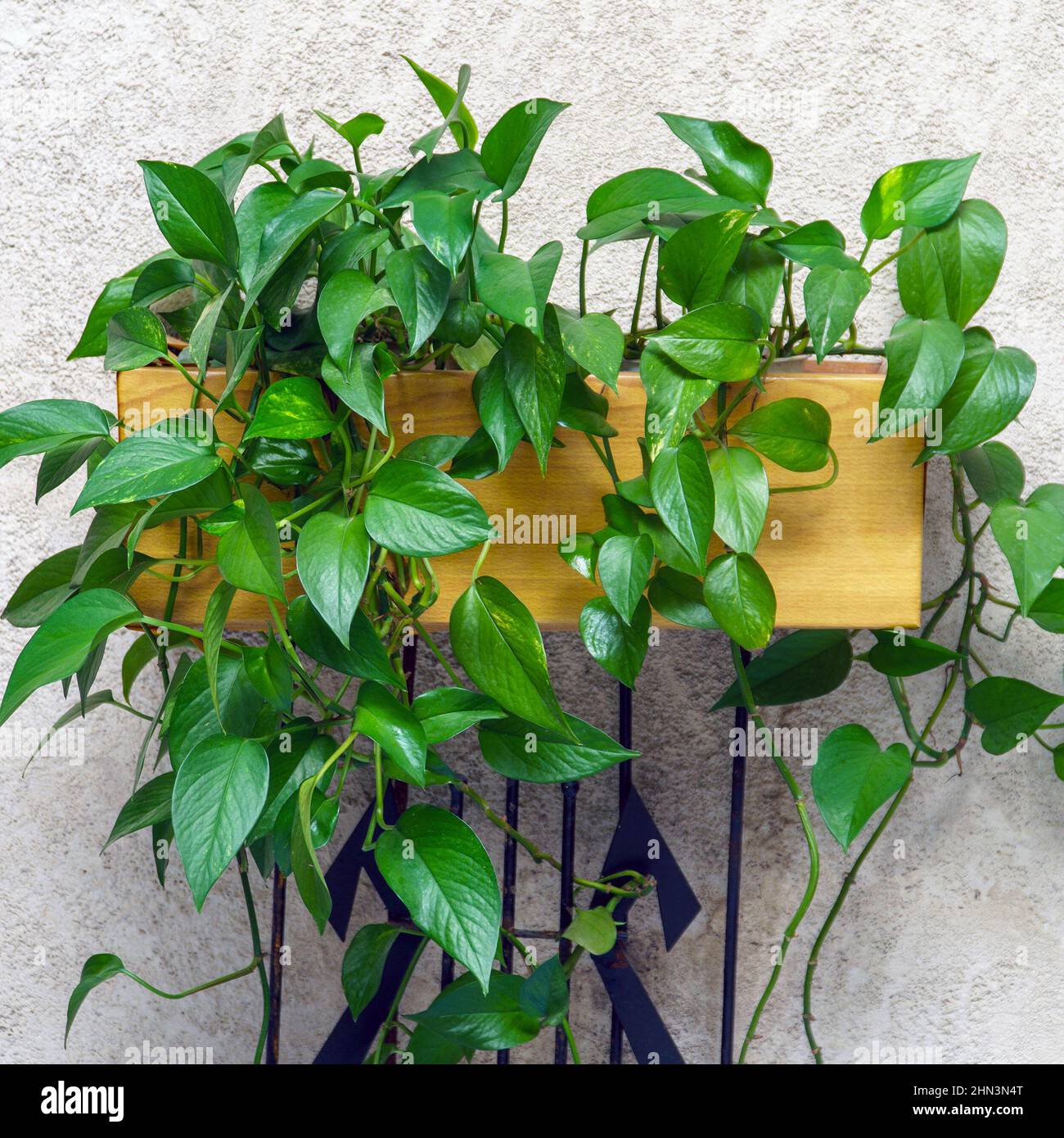 artificial succulents in a pot Rectangular Succulent Arrangement – Natural Planter main image 1