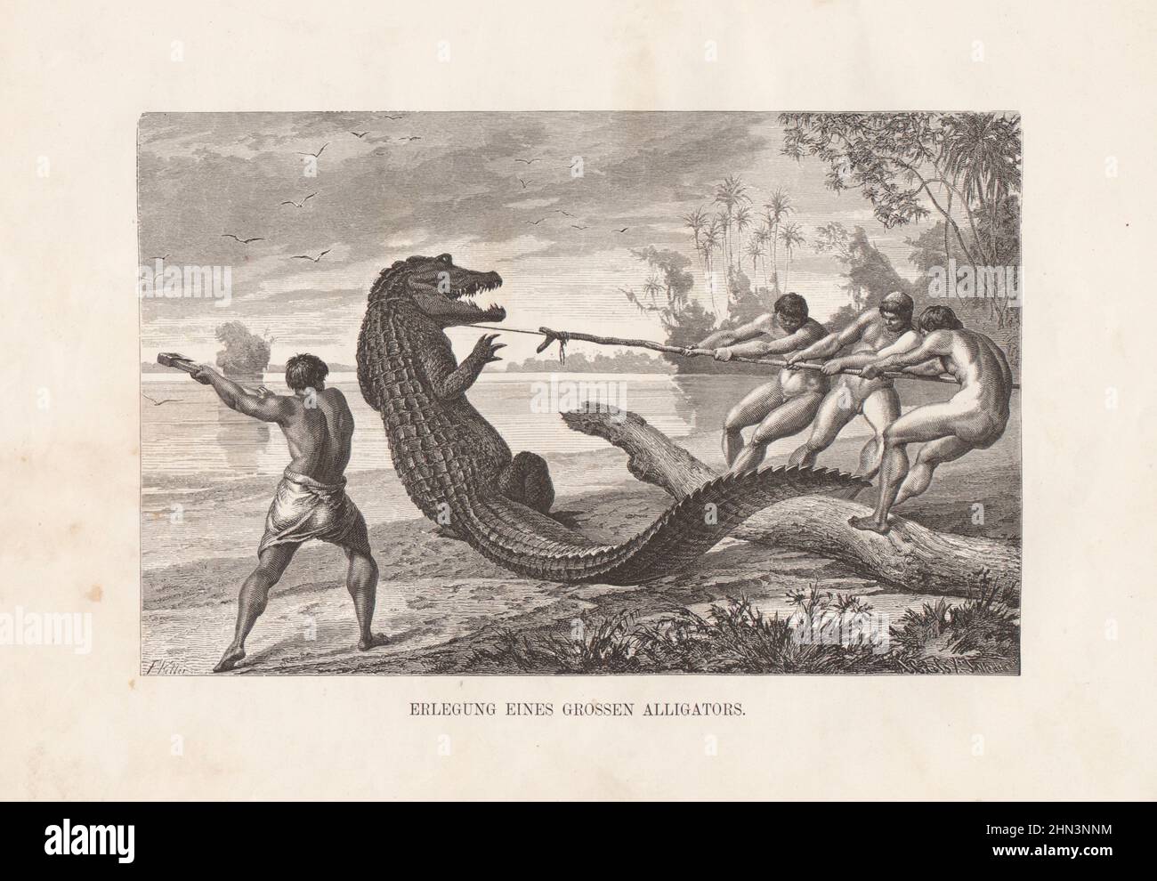 Vintage illustration of capture of a large alligator.  From book Franz Keller-Leuzinger, Stuttgart 1874 Stock Photo