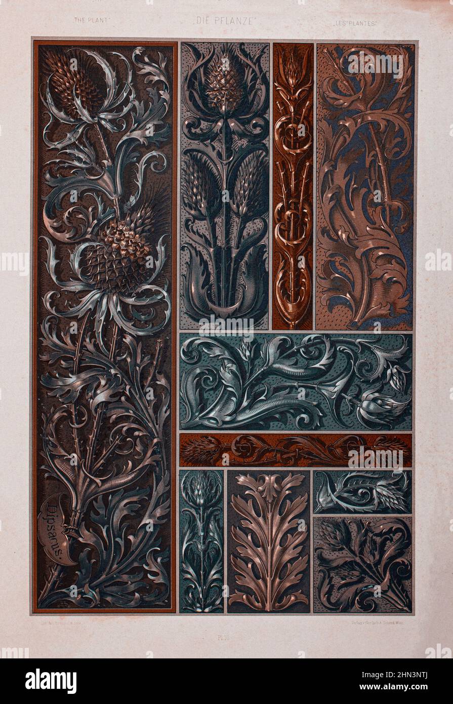 Art Nouveau Lithograph print by Anton Sedar. Plant series: Dipsacus. 1900 Anton Johann Nepomuk Seder (1850 - 1916) was a German painter and decorator, Stock Photo