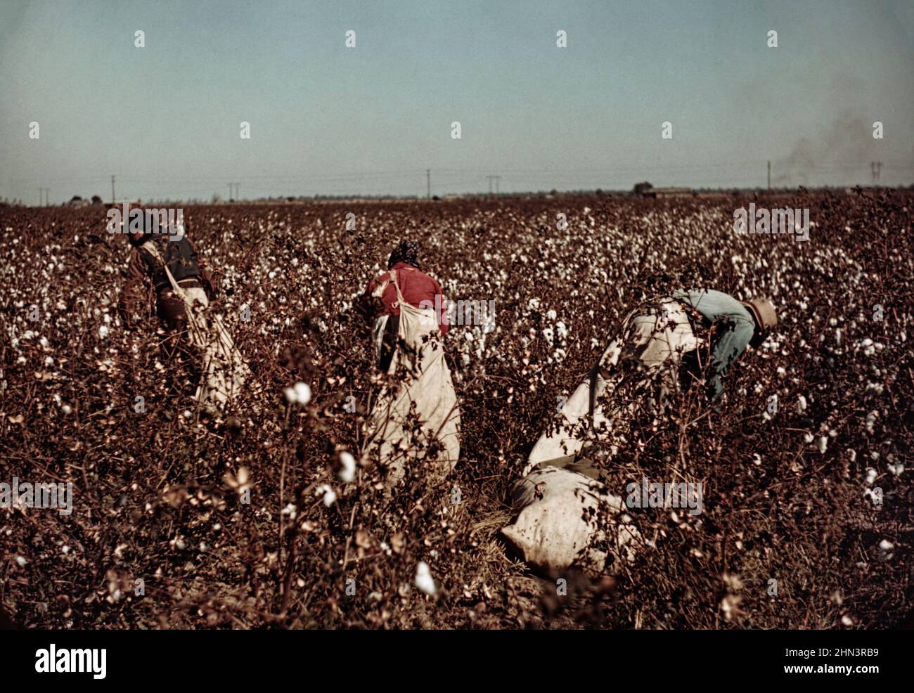 Vintage photo of American South life in 1930-1940s. Day laborers picking cotton near Clarksdale, Mississippi. November 1939 By Marion Post Wolcott, 19 Stock Photo