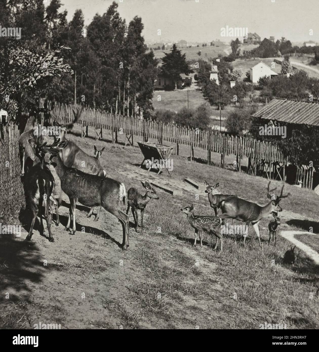 Vintage photo of the deer park in Oakland. California, USA. 1907 Stock Photo