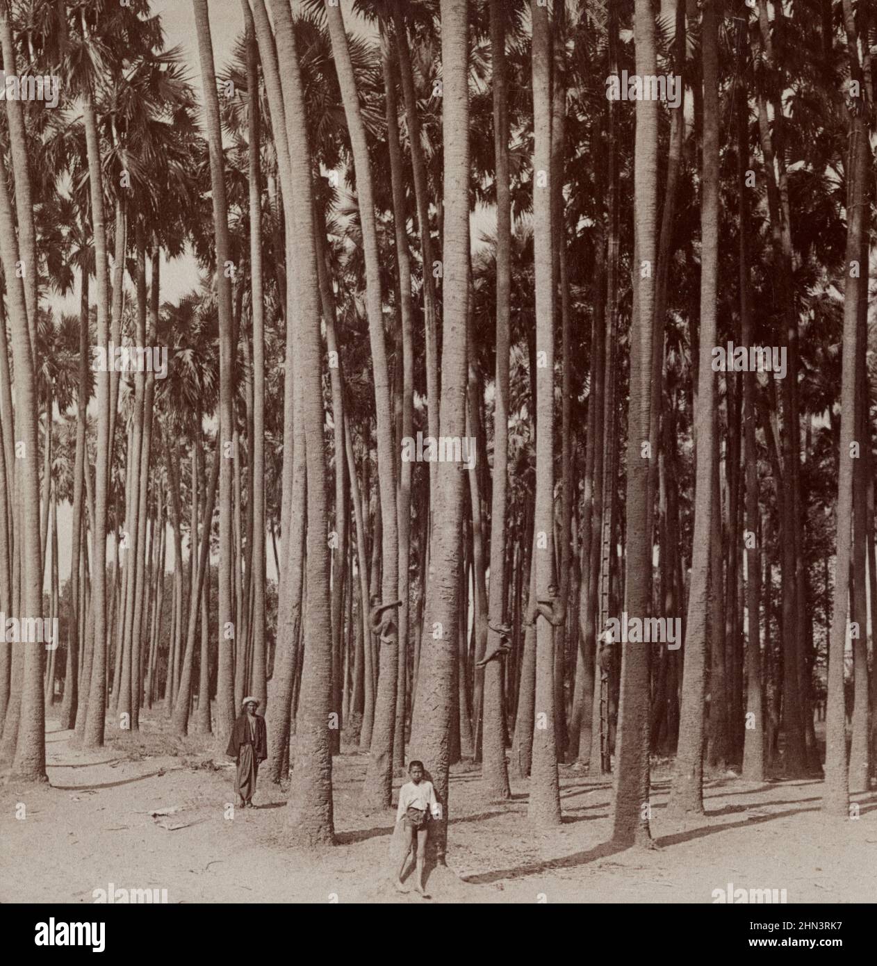 Vintage photo of toddy palms (doub palm, palmyra palm, tala) of 100 feet tall (bamboo ladder on the background reaches to flower stalk). Pagan, Burma. Stock Photo