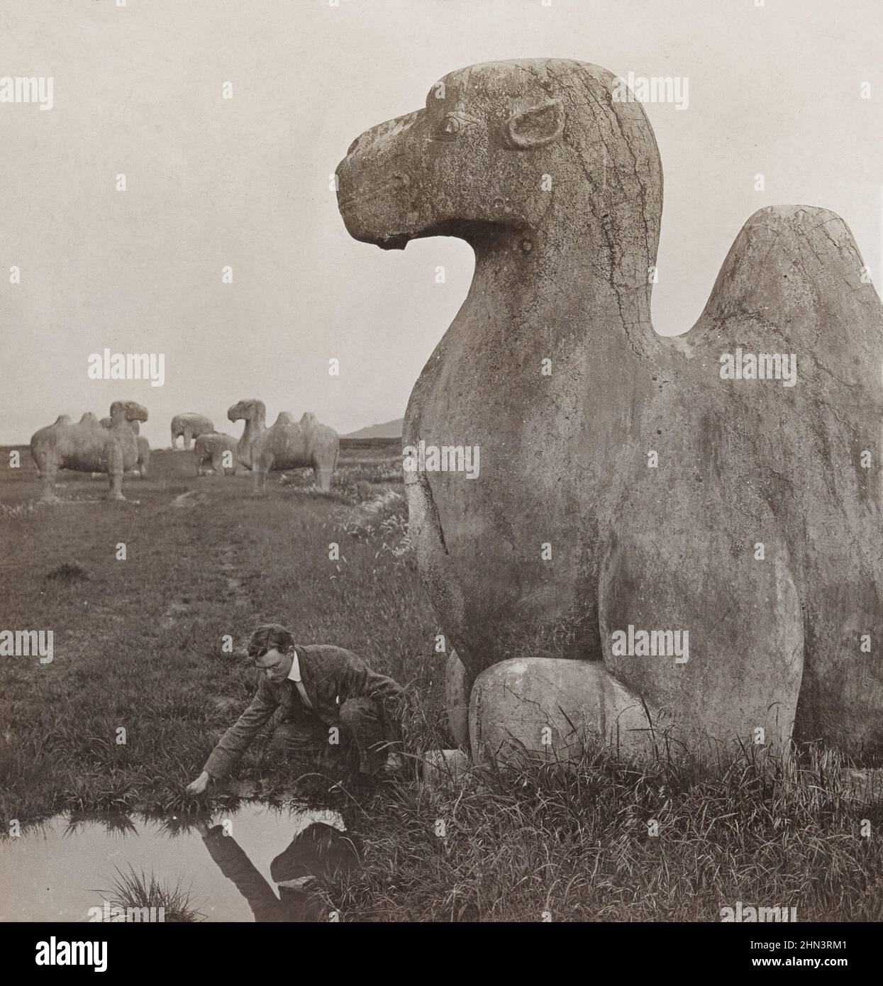 Vintage photo of photographer sitting near gigantic stone figures of camels scattered along the avenue to the Ming Tombs. Nanking, North China. Decemb Stock Photo