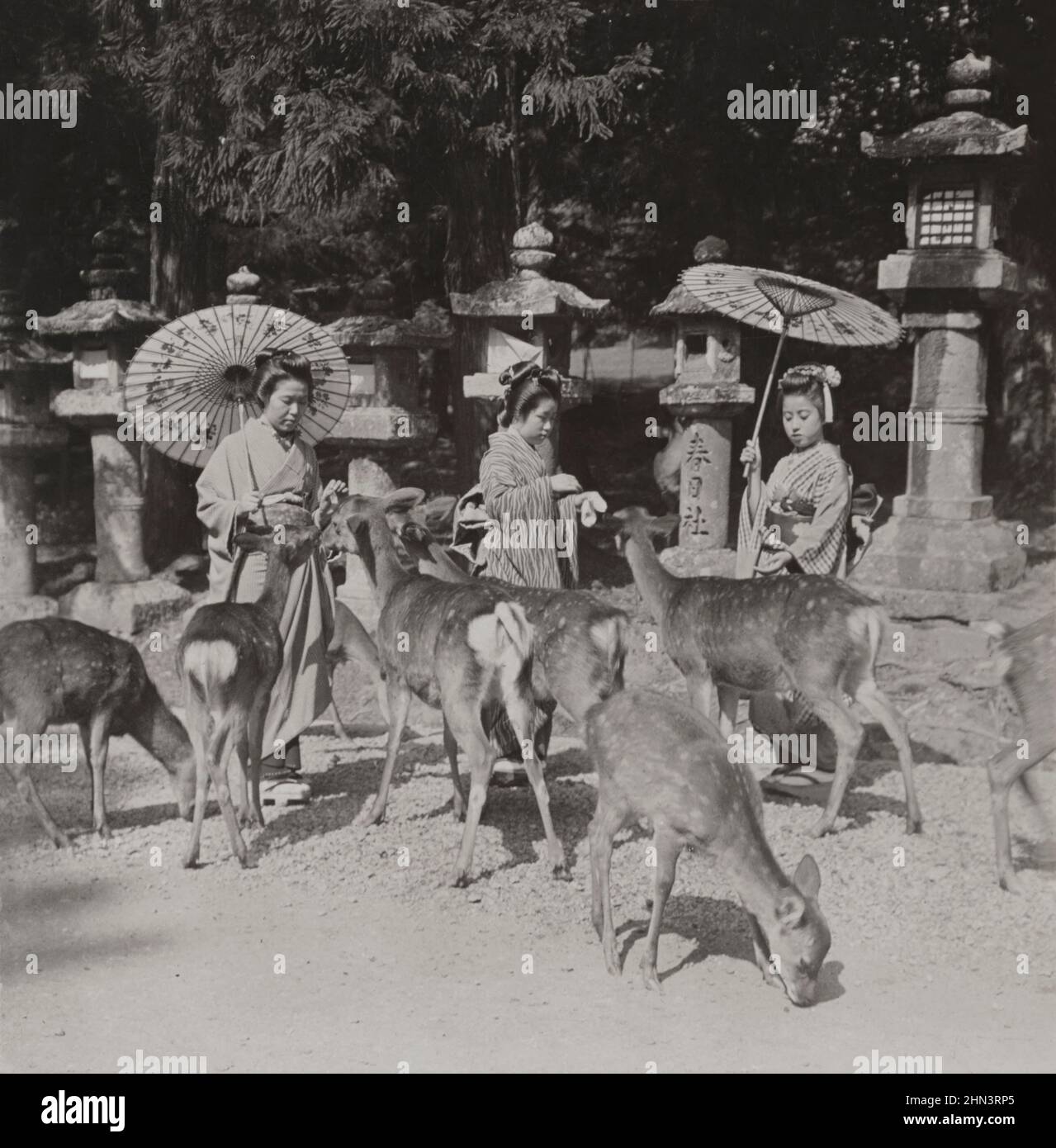 Vintage photo of Japan in Meiji era. Feeding the gentle deer in the old park at Nara. Japan. 1906 Stock Photo