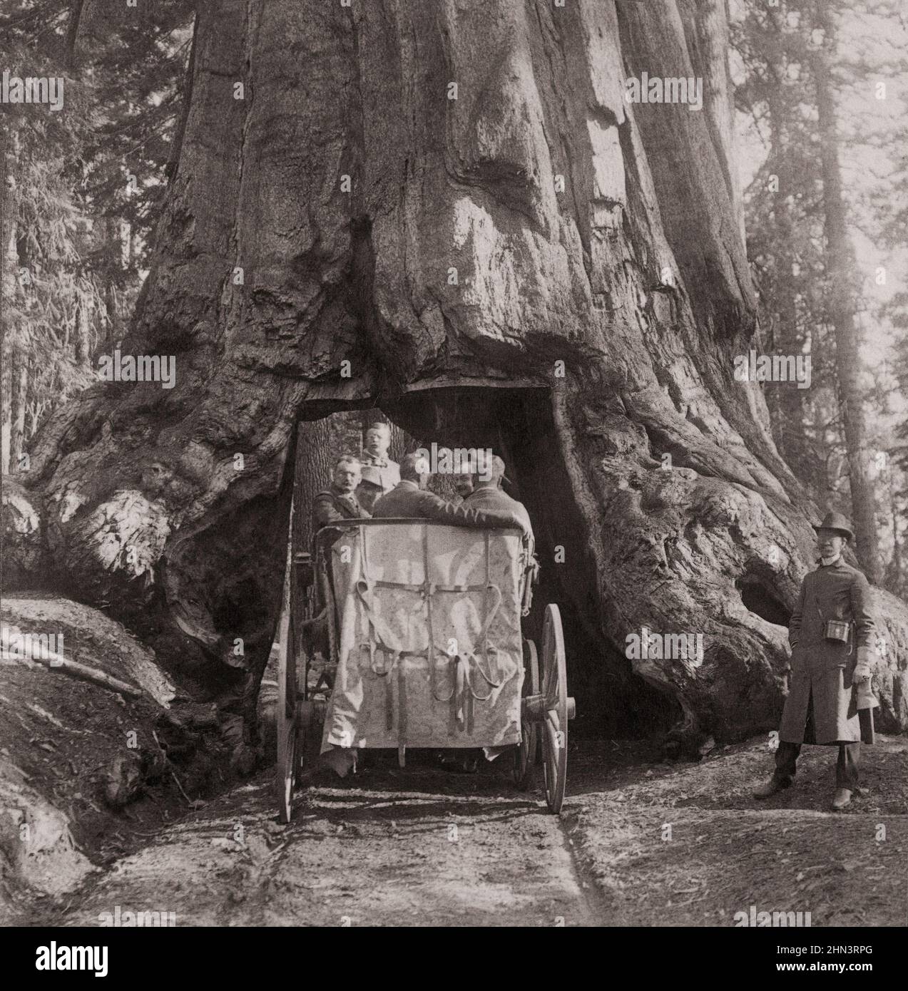 Vintage photo of President Roosevelt amid 'Nature's Wonders' - driving through Wawona, Big Trees of California. USA. July 1903 Stock Photo