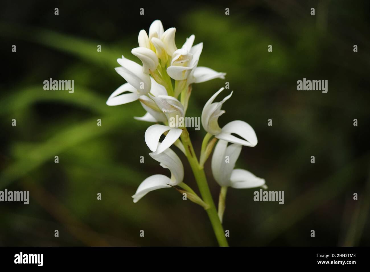Closeup shot of a Govenia Orchid Stock Photo