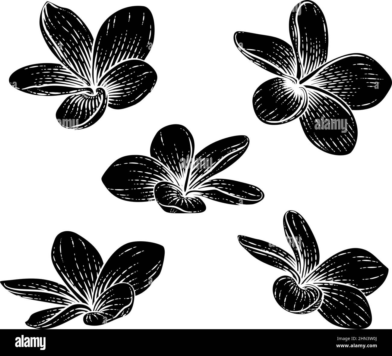 Plumeria Frangipani Tropical Bali Flower Woodcut Stock Vector