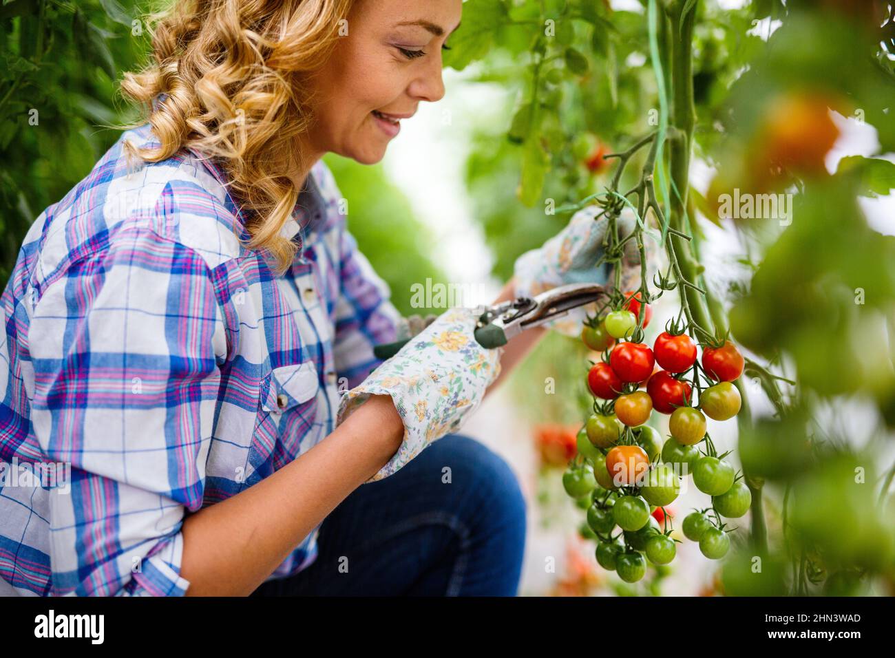 Young smiling agriculture woman worker working, harvesting tomatoes in ...