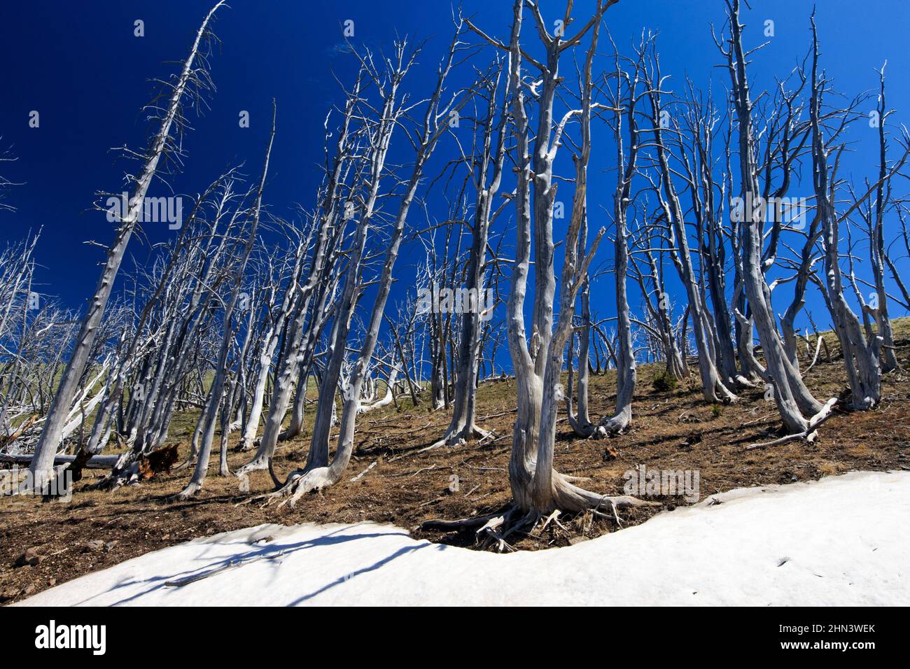 Lodge Pole Pine (Pinus contorta) burnt and weathered trees on Mount Washburn, Yellowstone NP, Wyoming Stock Photo
