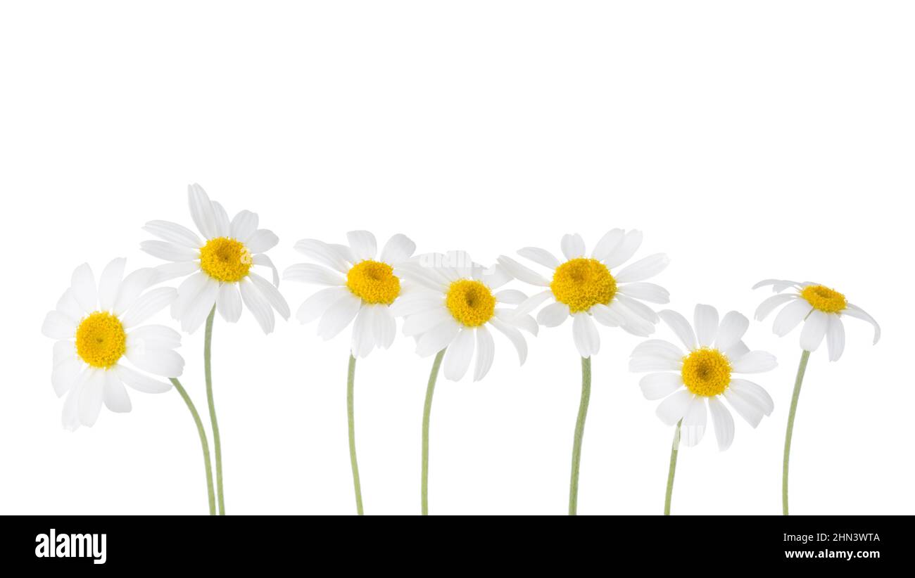 Chamomiles isolated on white background.  Floral border. Selective focus. Stock Photo