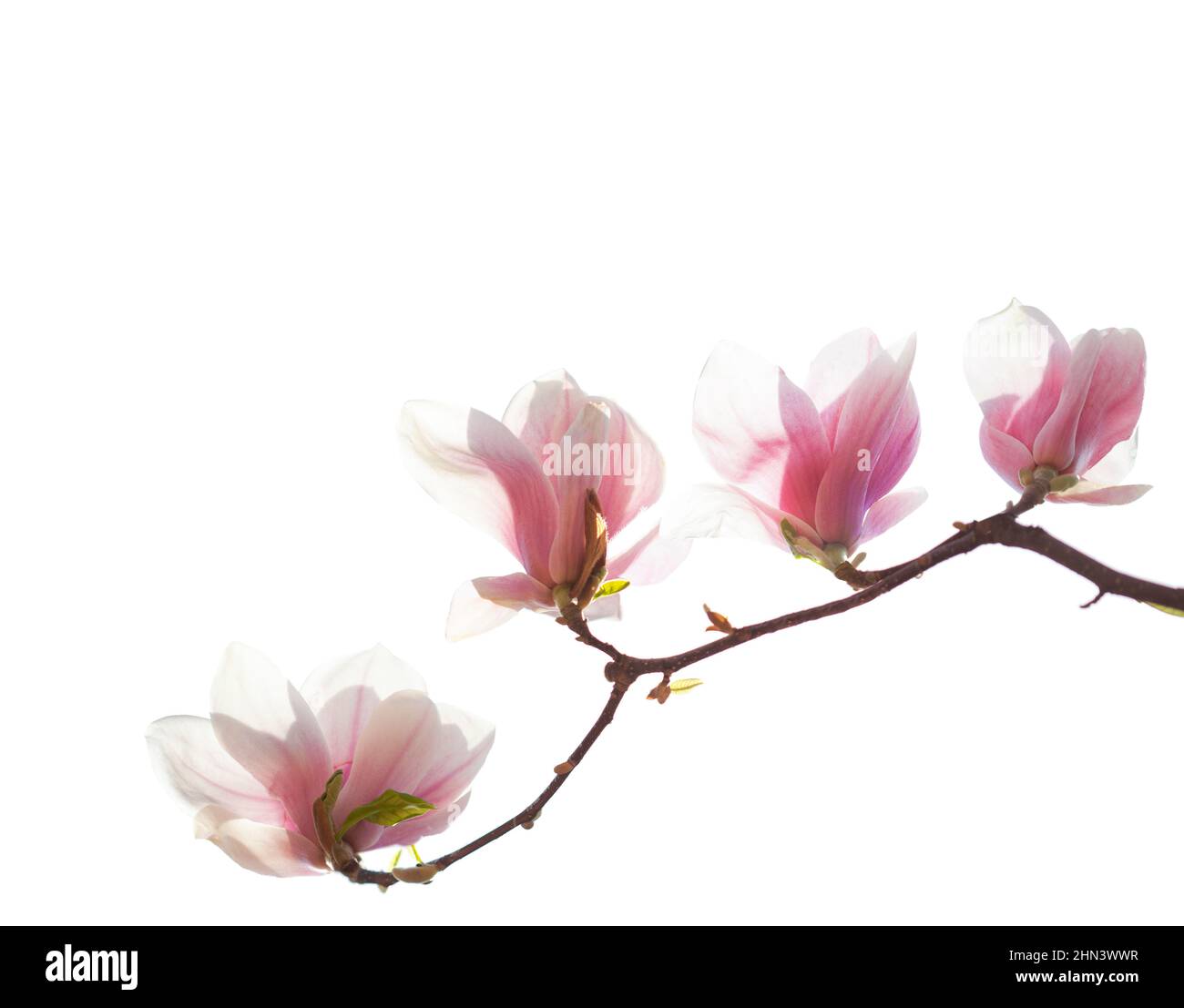 Branch with beautiful light pink Magnolia flowers isolated on white ...