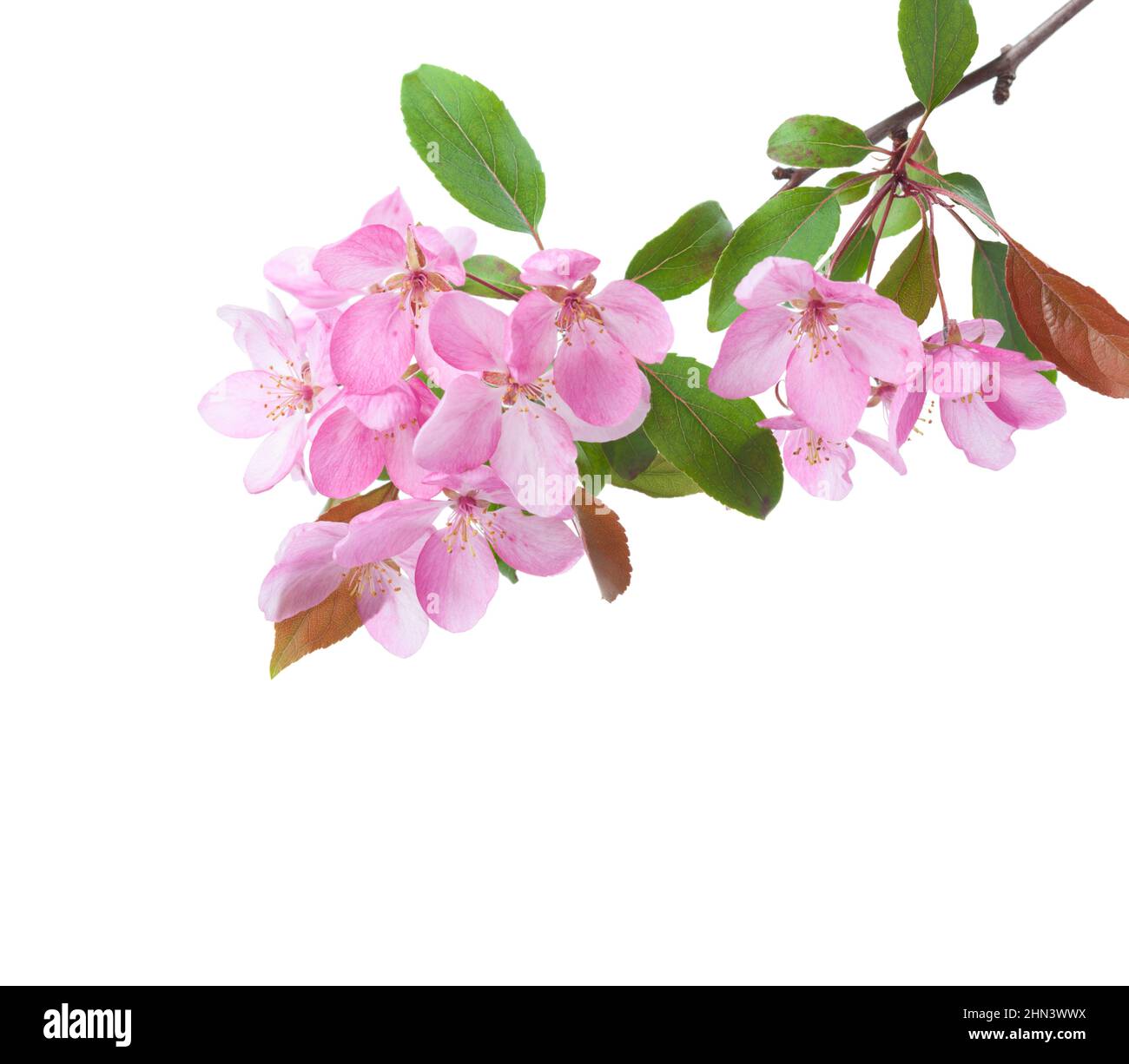 Branch with light pink flowers  and leaves of decorative Apple tree  isolated on white background. Stock Photo