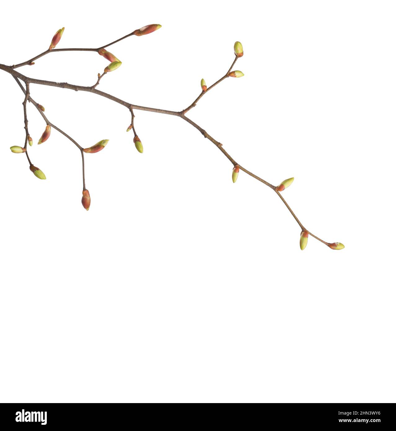 Linden branches  with swollen buds on isolated white background. Stock Photo