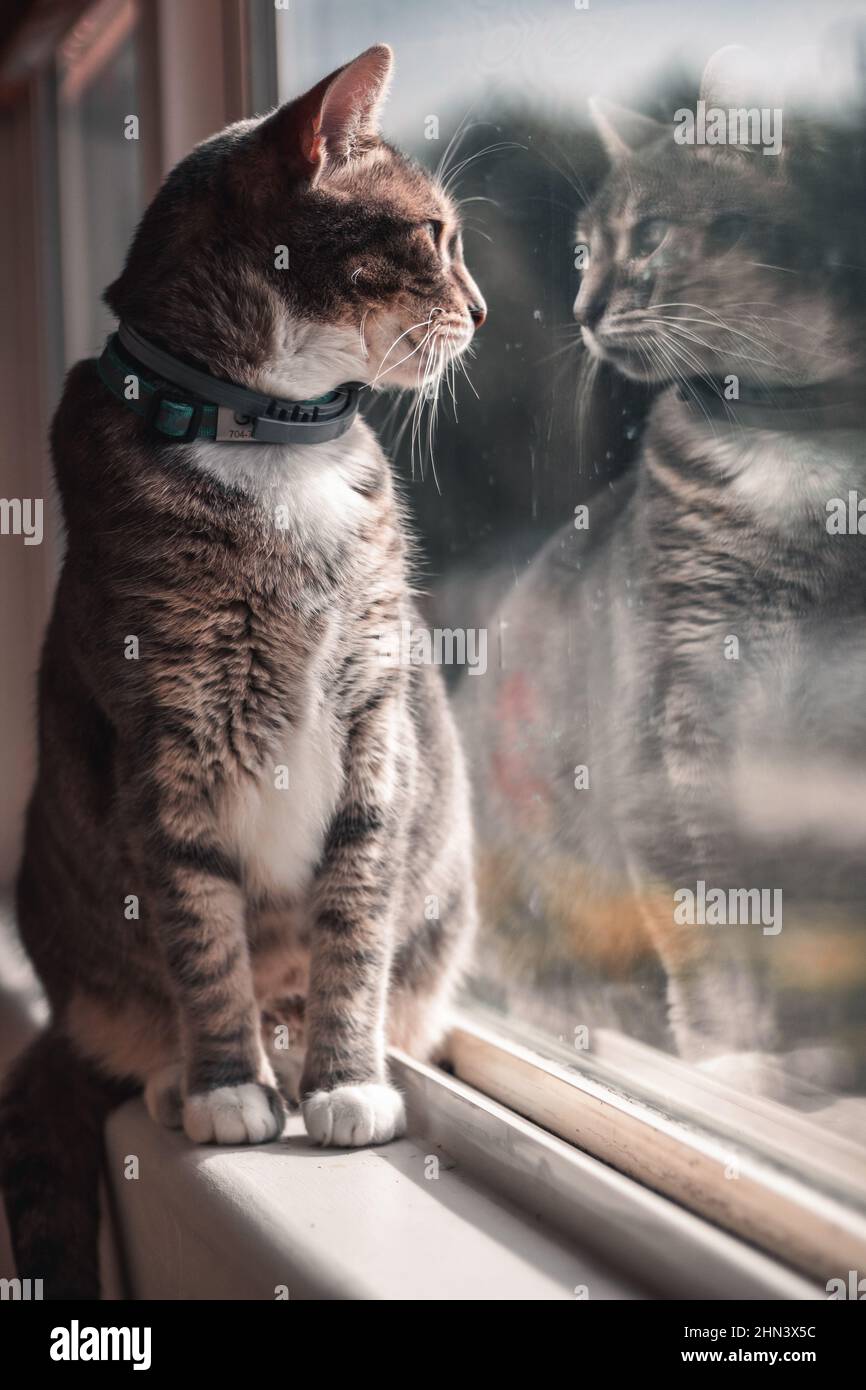 Sitting Cat Looks Out the Window Stock Photo