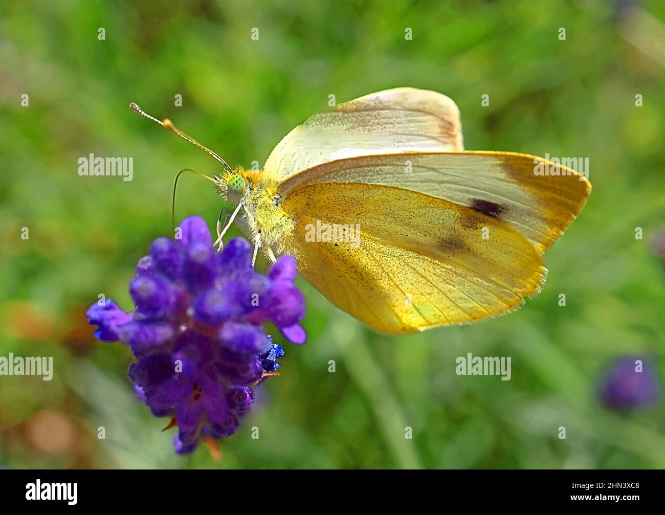 Closeup of a yellow butterfly with green eyes Stock Photo