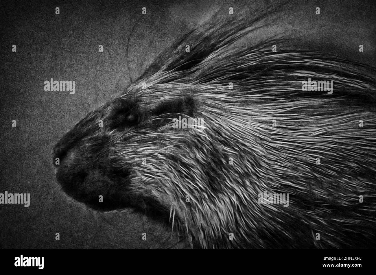 Indian porcupine (lat. Hystrix indica) - Old World porcupine family pet (Hystricidae), Illustrations Stock Photo