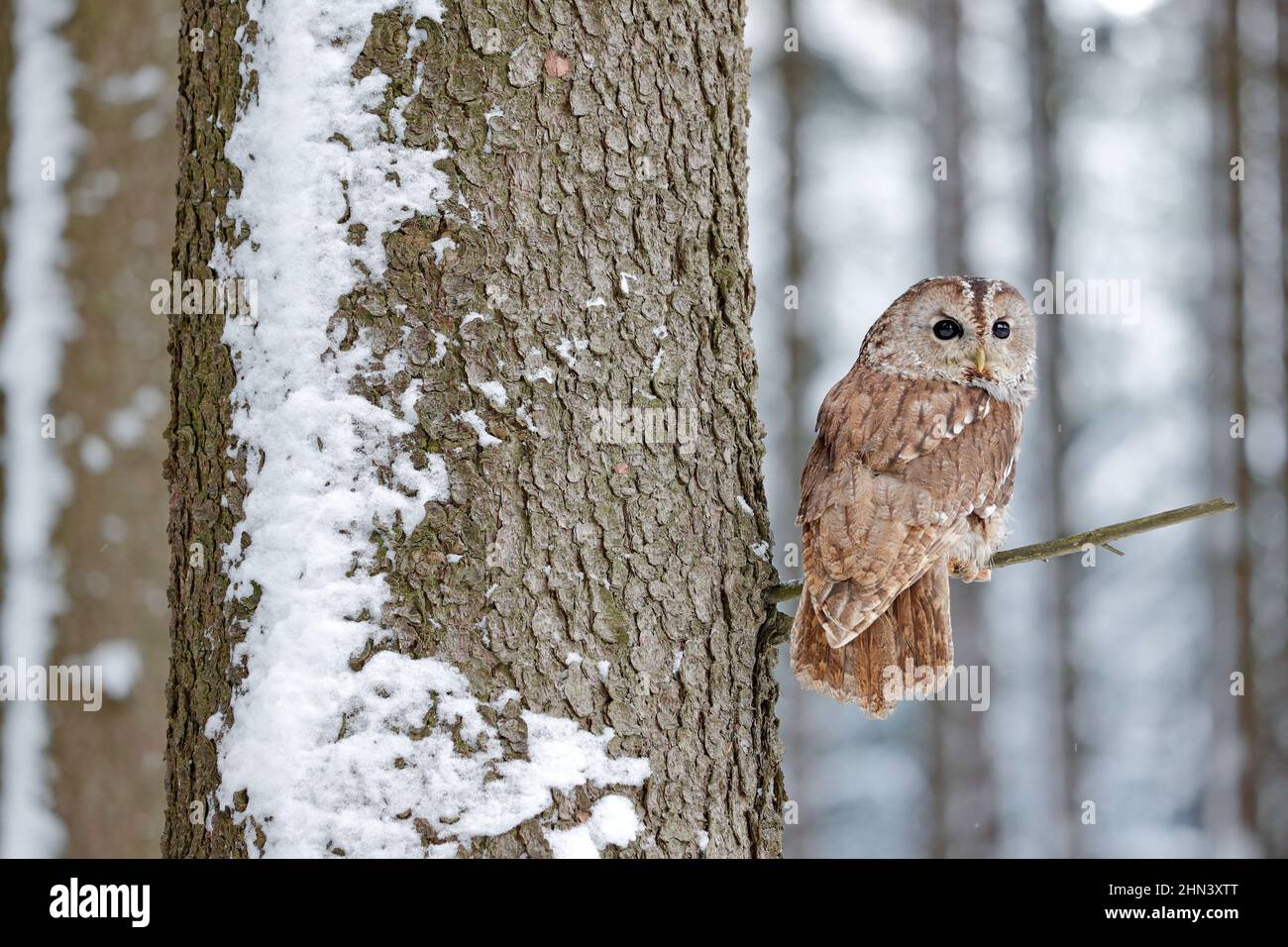 Owl and snowy forest. Winter wood with Tawny Owl snow during cold weather, snow forest in background, nature habitat. Wildlife scene from habitat, Pol Stock Photo
