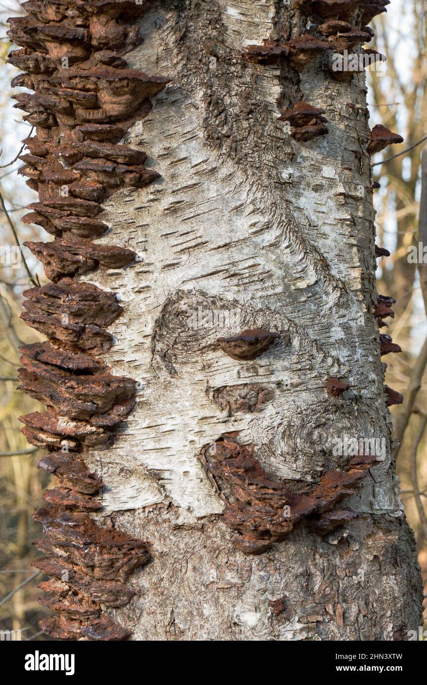Old, dead, brown fruiting bodies of Smoky polypore, also knwon as Smoky bracket, on the dead, decaying stem of a Birch tree Stock Photo