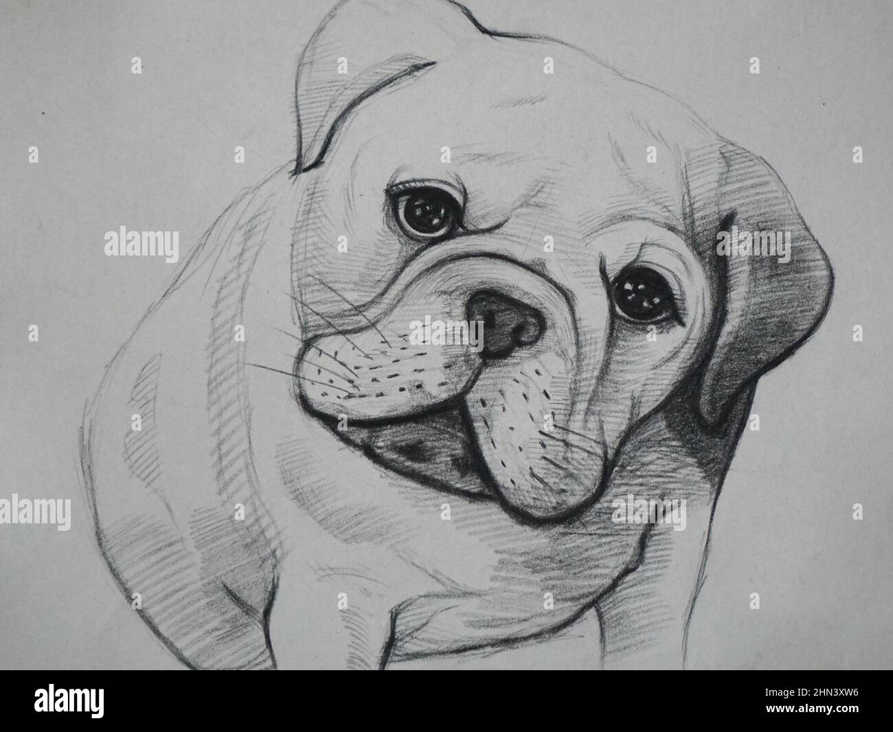 Line drawing bulldog hi-res stock photography and images - Alamy Line drawing bulldog hi-res stock photography and images - Alamy