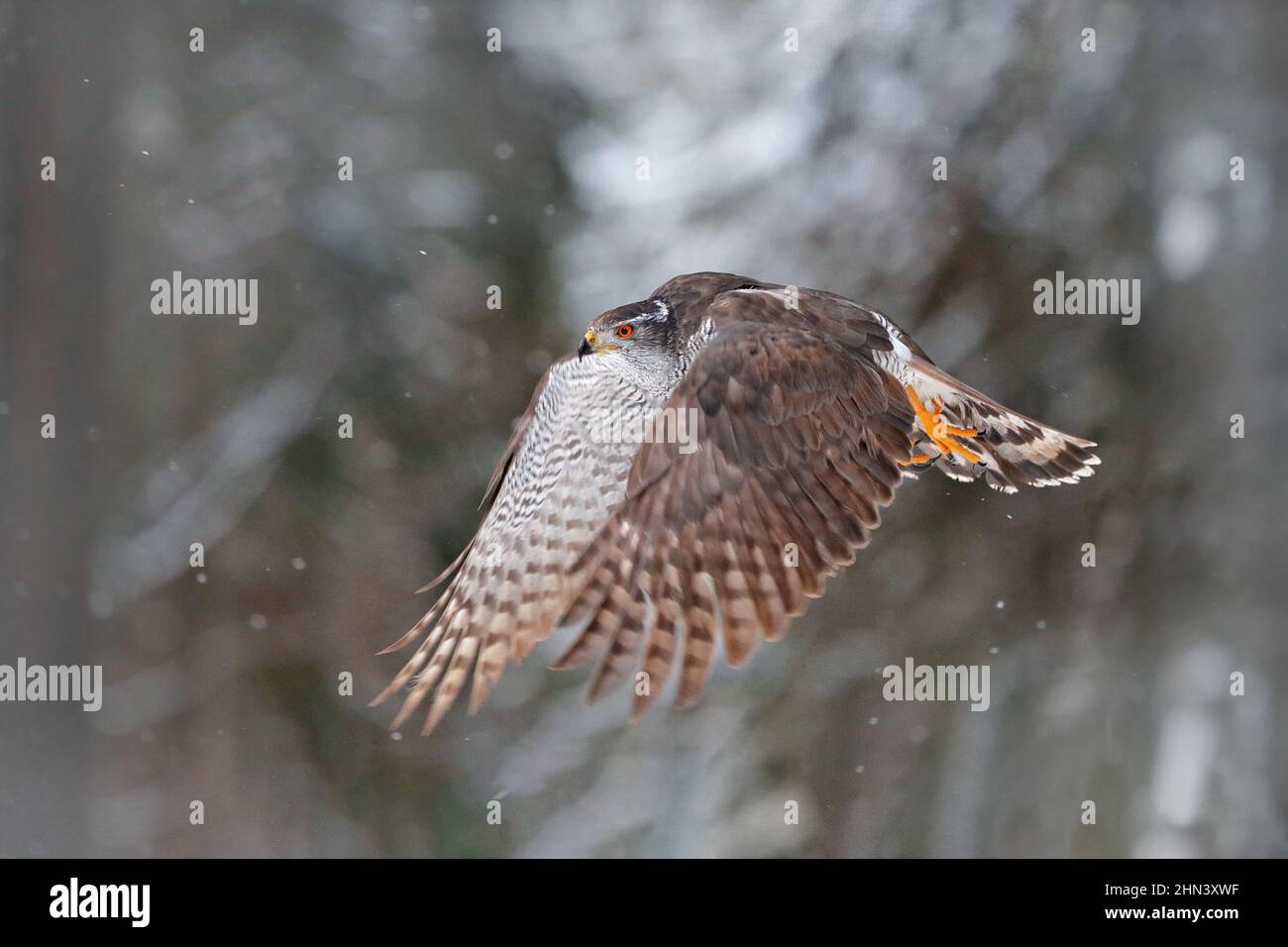 Goshawk flight, Germany. Northern Goshawk landing on spruce tree during winter with snow. Wildlife scene from winter nature. Bird of prey in the fores Stock Photo
