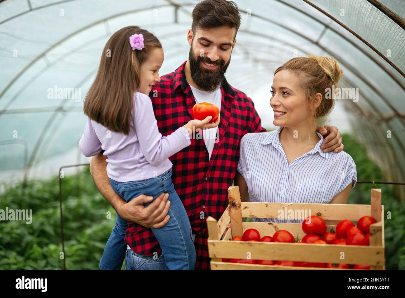 Happy family working in organic greenhouse. Man woman and child growing bio plants in farm garden. Stock Photo