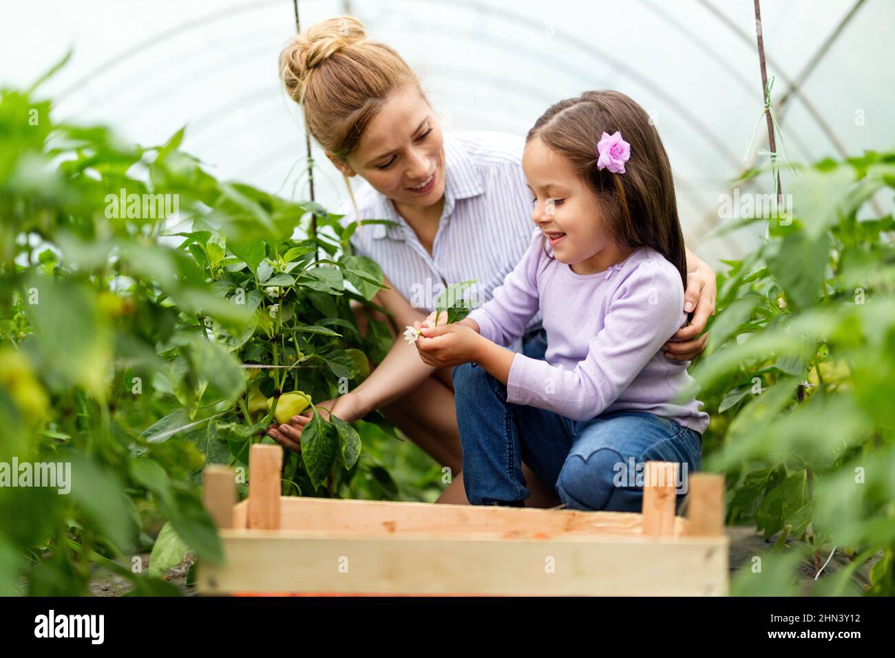 Happy family working in organic greenhouse. Woman and child growing bio