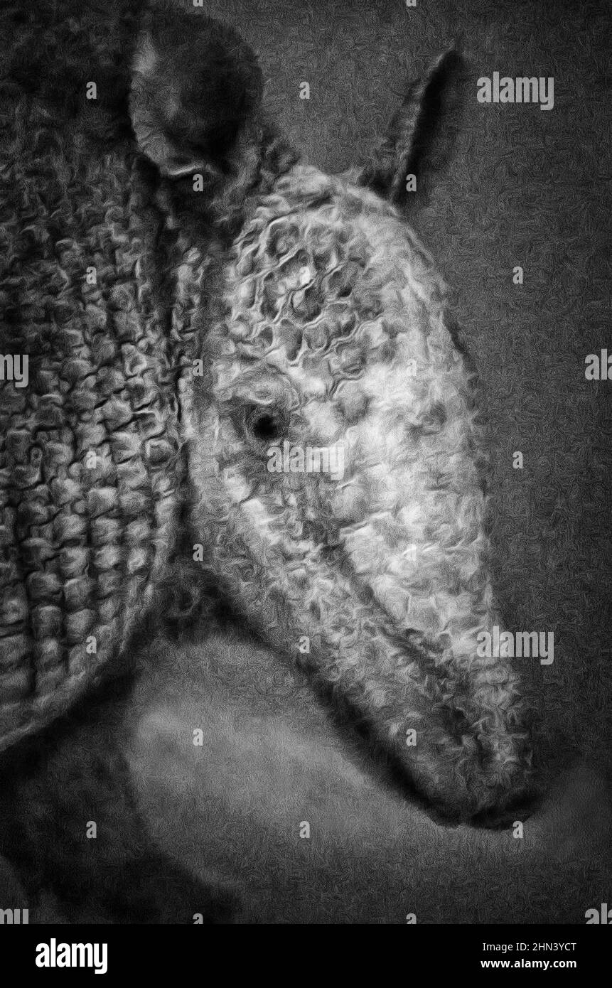 Armadillos genus of mammals family armadillo, (Dasypus novemcinctus