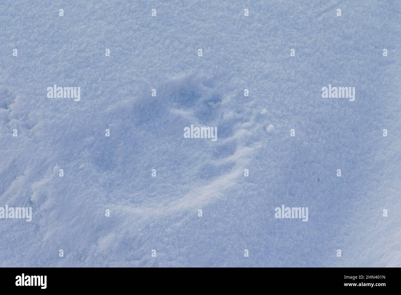 Footprint of a Polar Bear (Ursus maritimus, Thalarctos maritimus) in snow. Svalbard, Norway Stock Photo