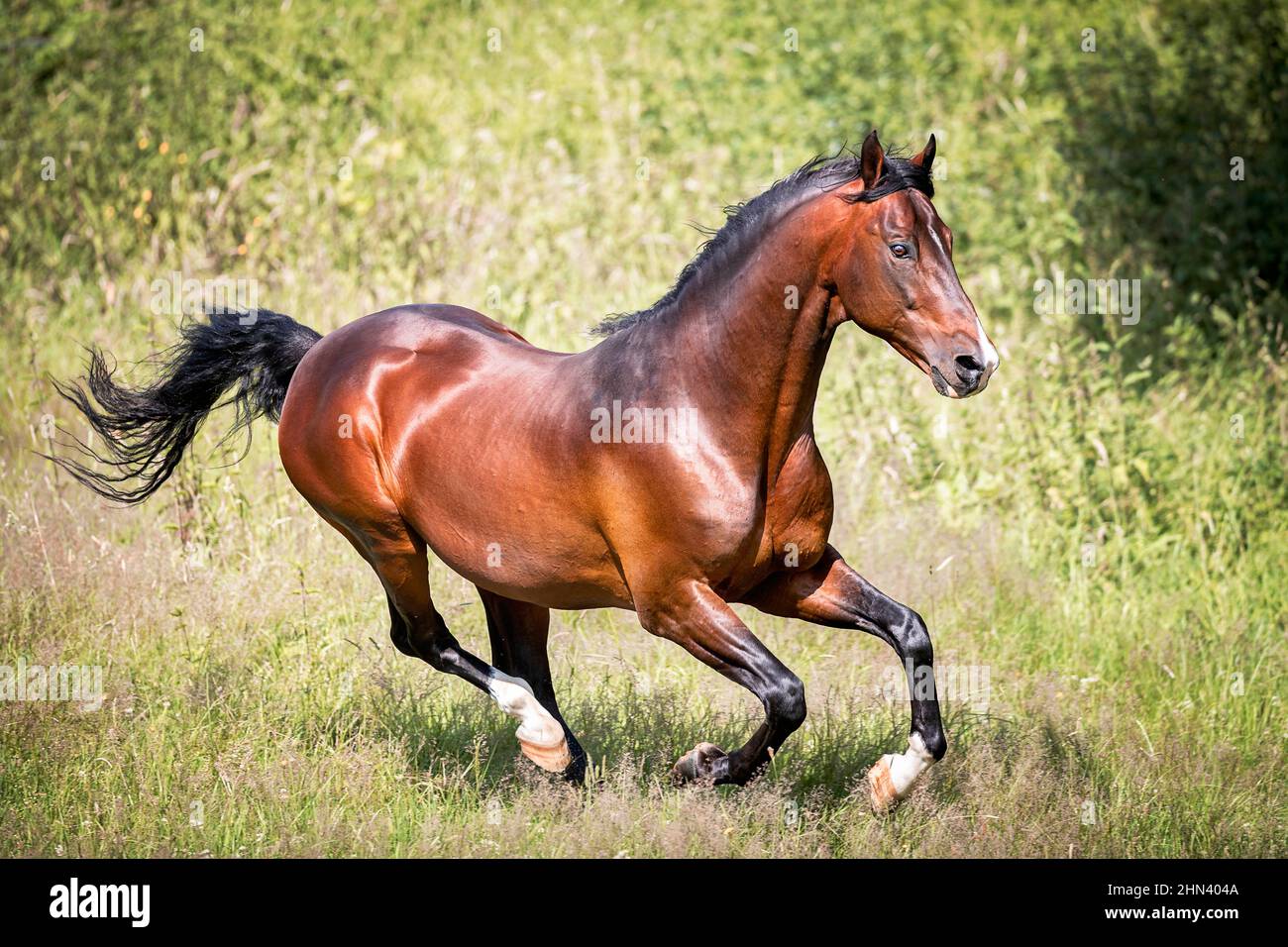 American Saddlebred ASH. Bay stallion galloping on a meadow. Germany Stock Photo