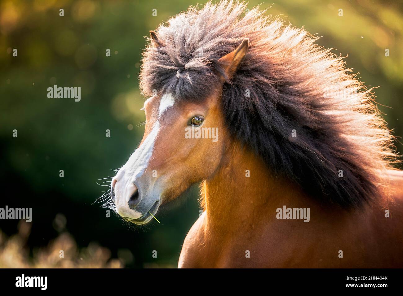 Icelandic Horse. Portrait of bay mare. Germany Stock Photo