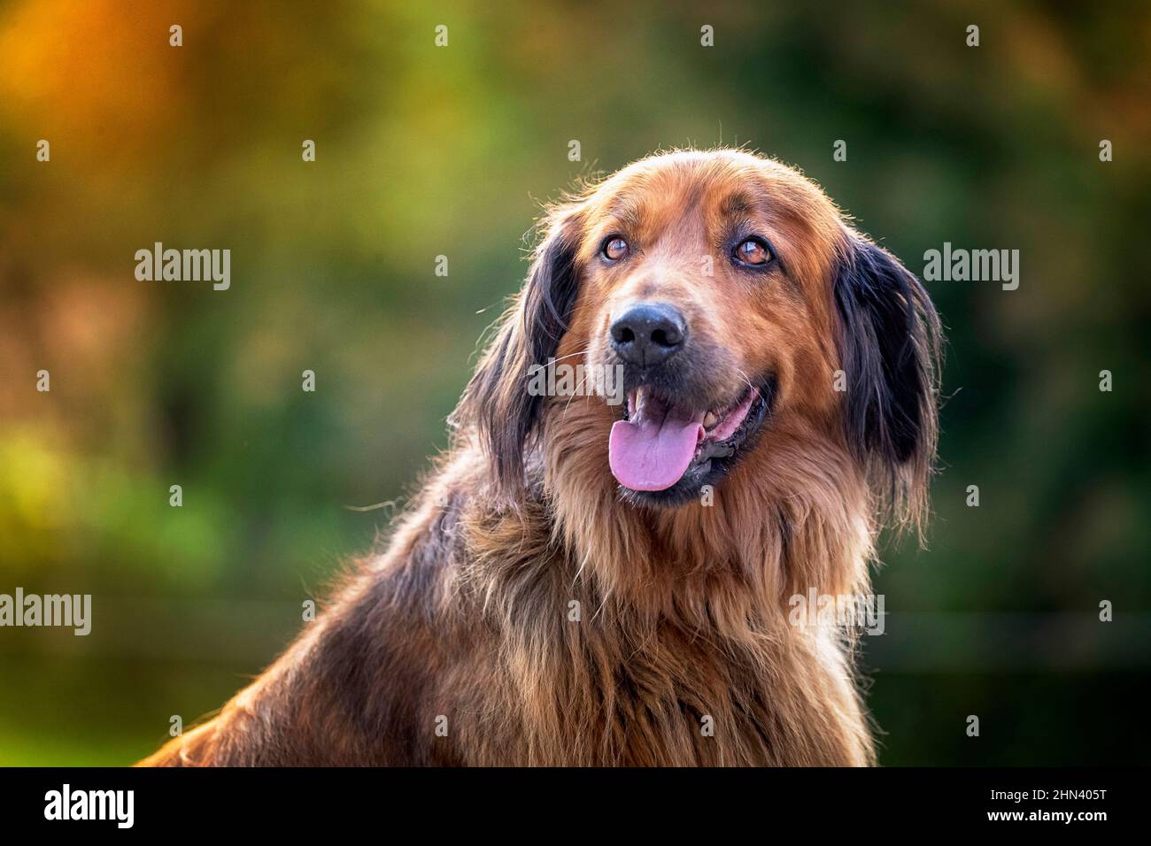 Hovawart. Portrait of two adult dogs Stock Photo