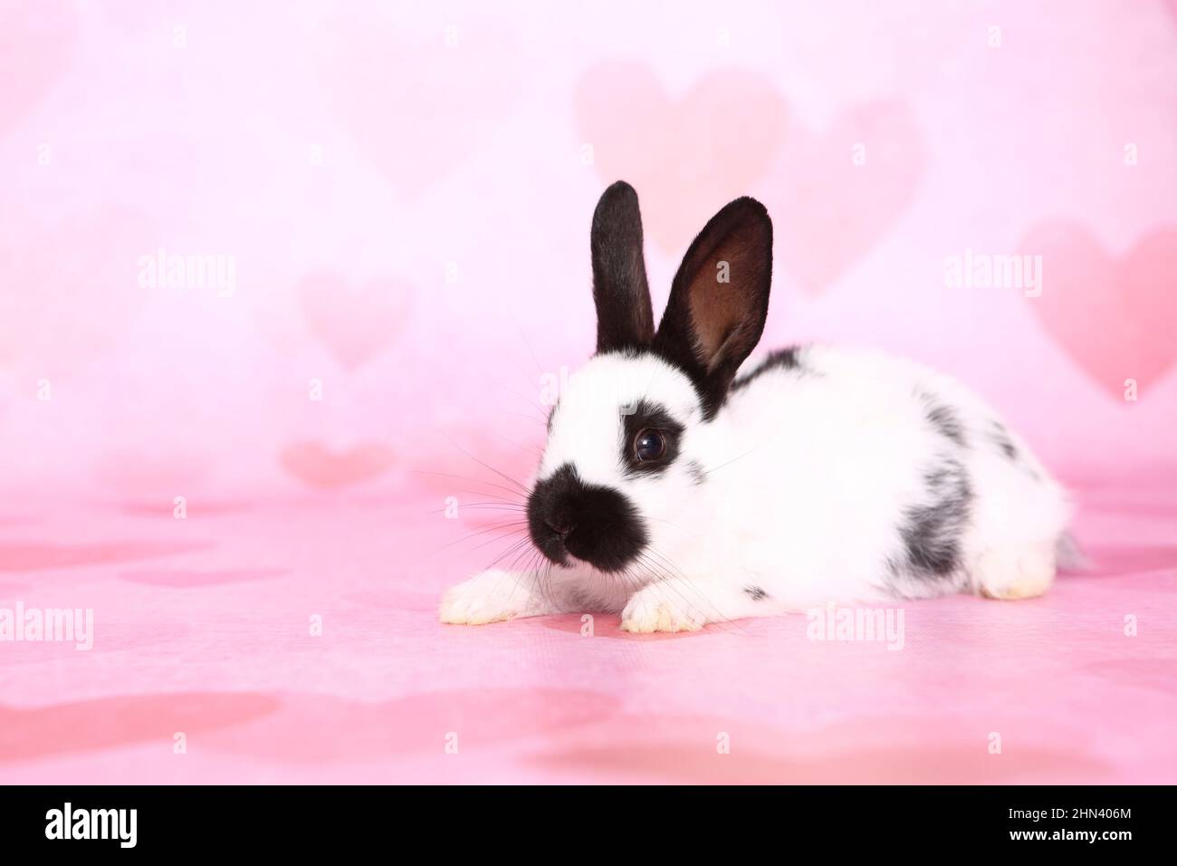 German Giant Rabbit. Juvenile on pink bakground. Studio picture. Germany Stock Photo