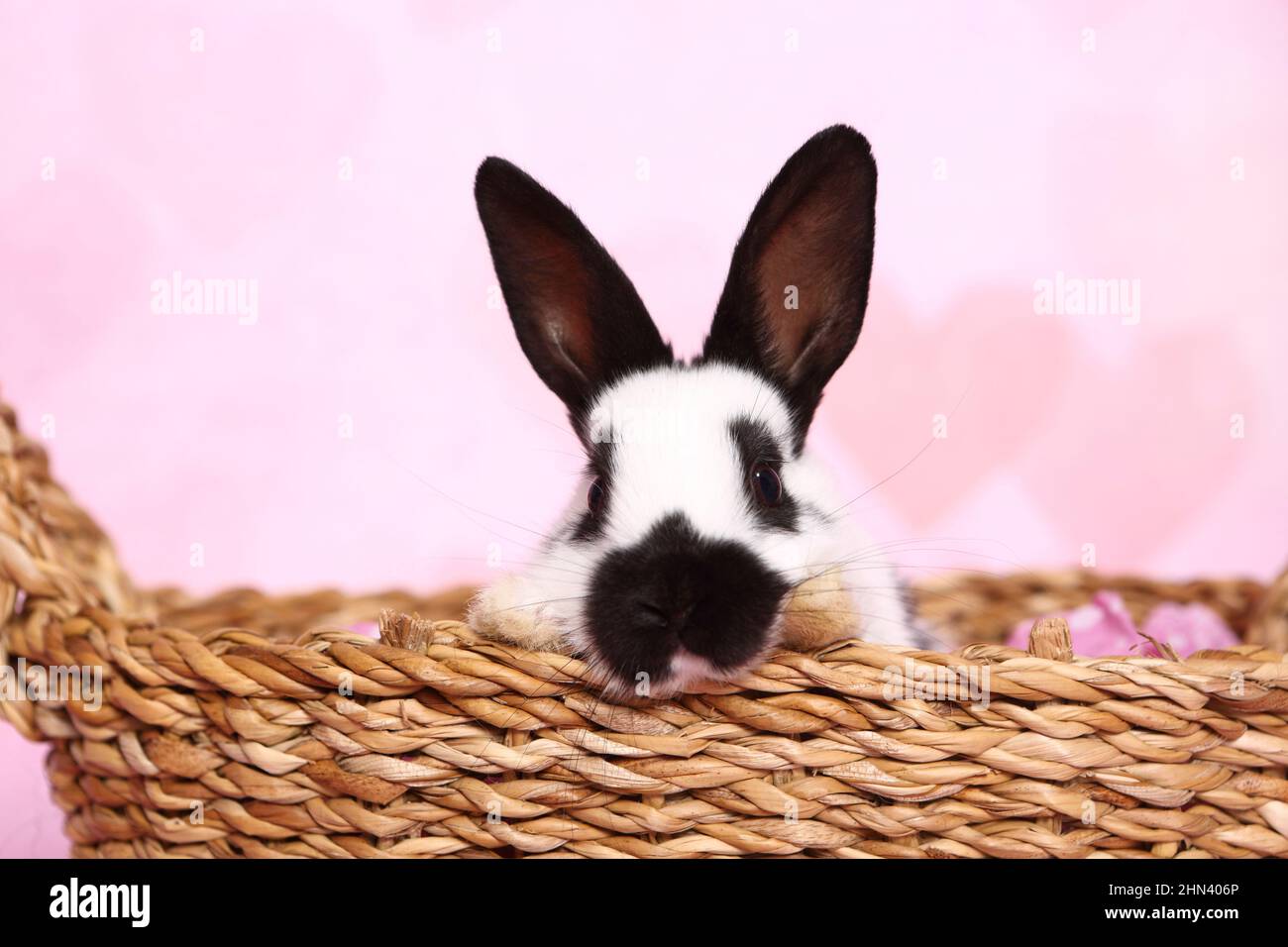 German Giant Rabbit. Juvenile in a basket, see against pink background. Studio picture. Germany Stock Photo