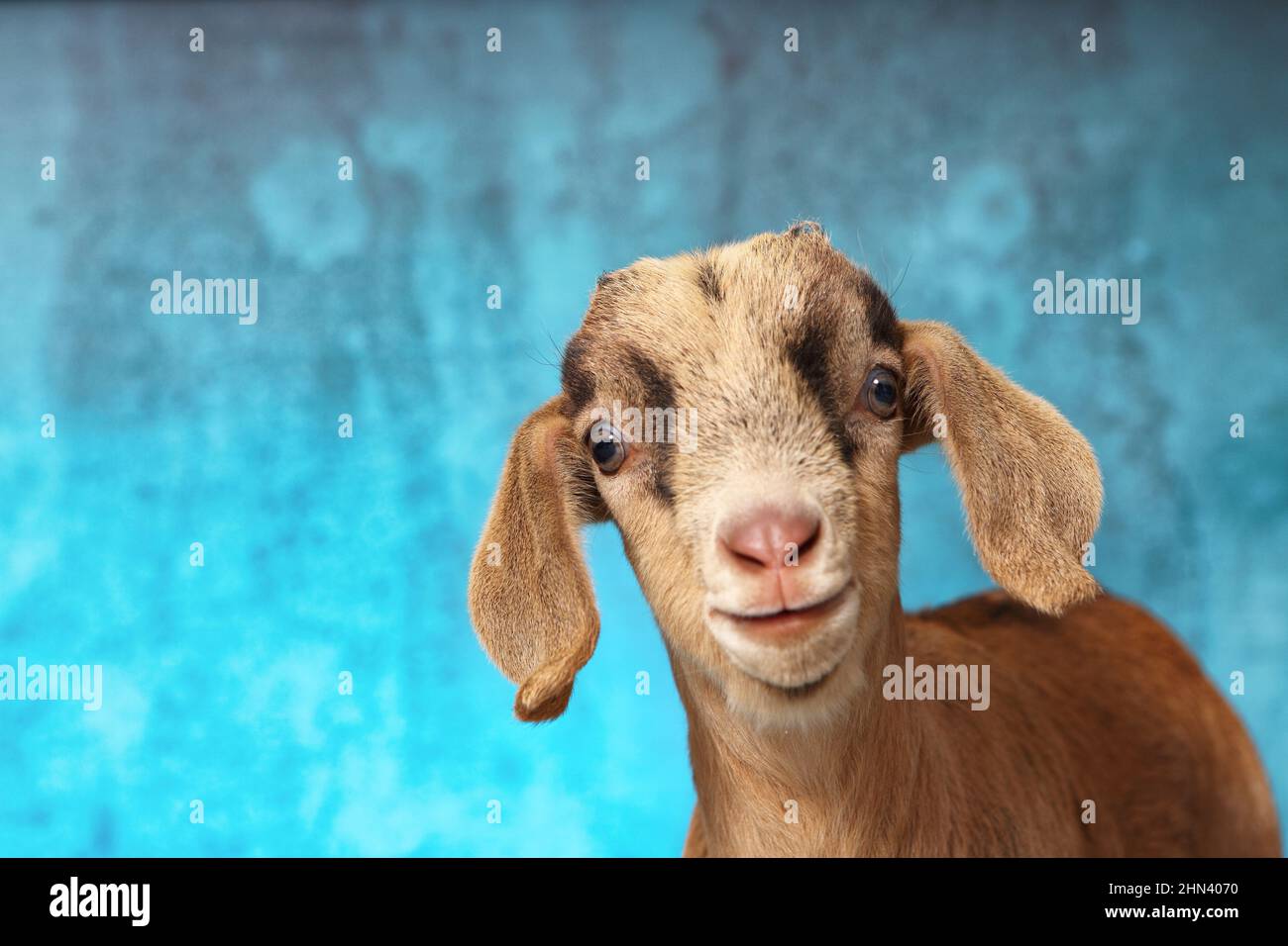 Domestic goat. Portrait of kid, seen against a blue background. Germany Stock Photo
