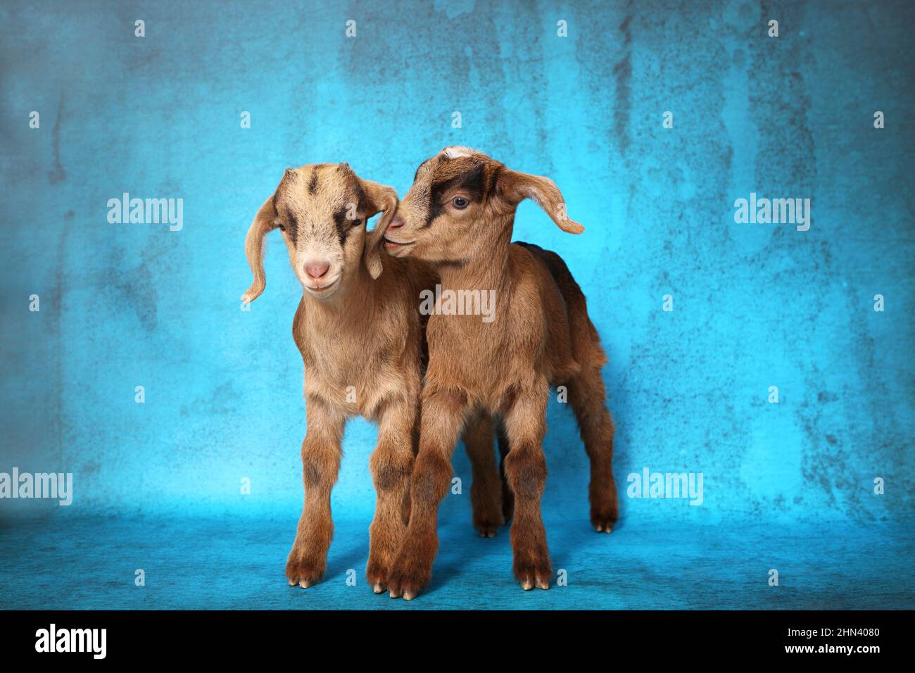 Domestic goat. Two kids standing, seen against a blue background. Germany Stock Photo
