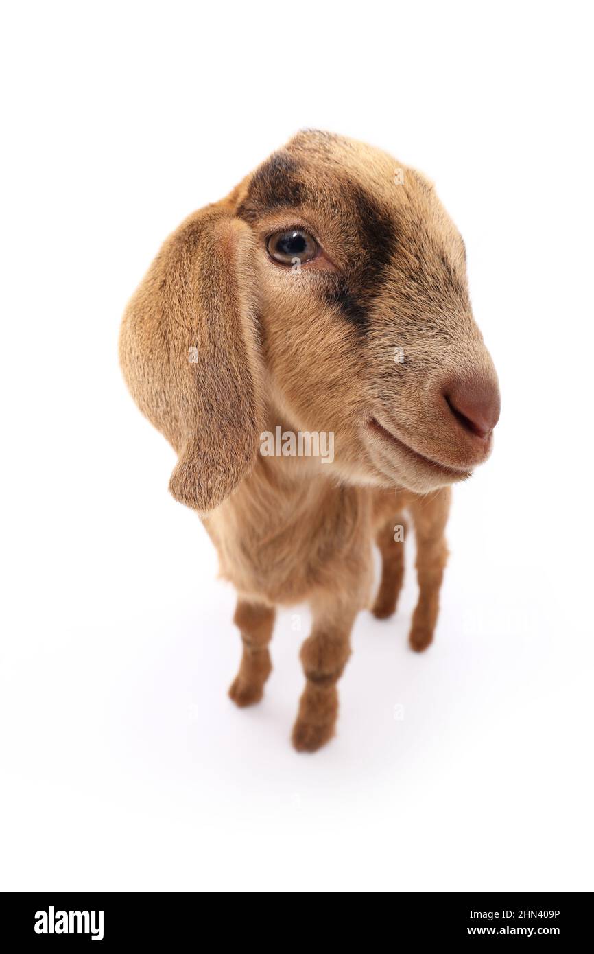 Domestic goat. Kid standing, seen against a white background. Germany Stock Photo