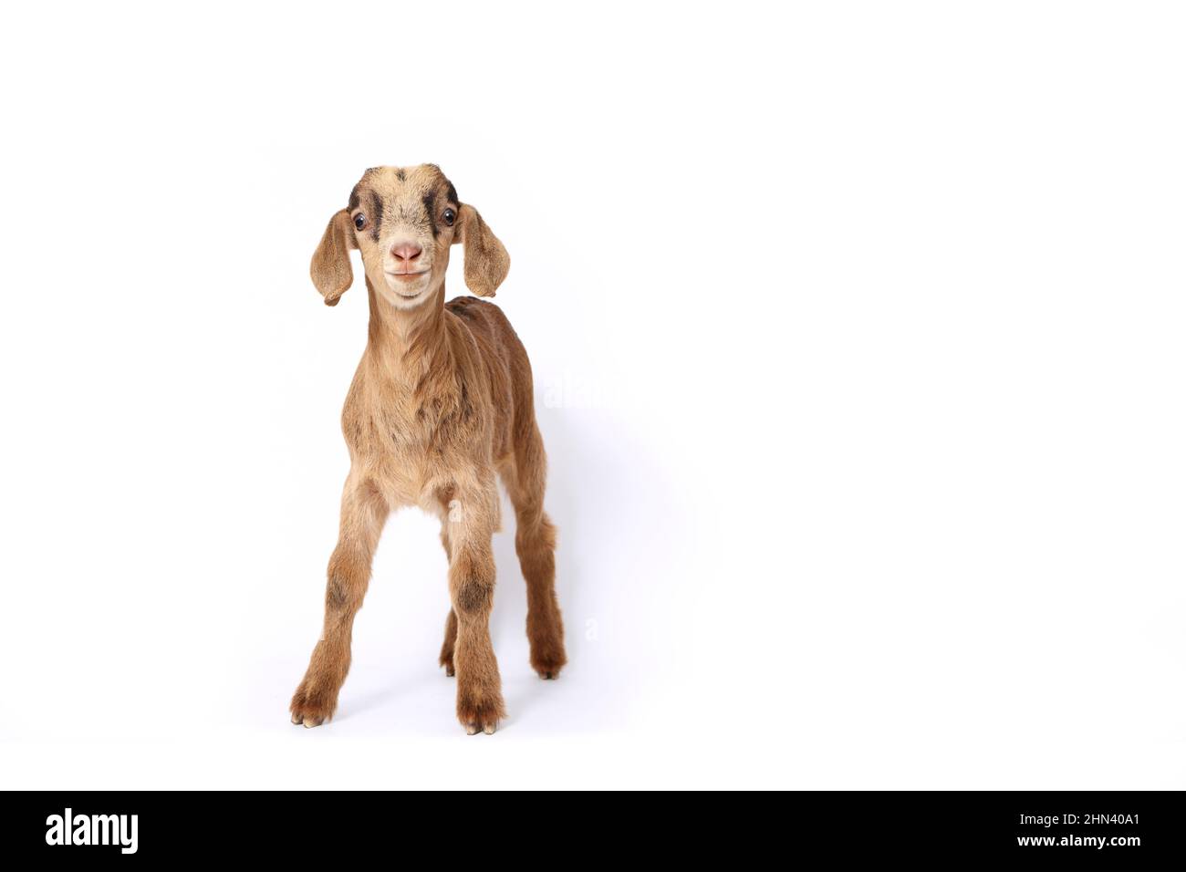 Domestic goat. Kid standing, seen against a white background. Germany Stock Photo