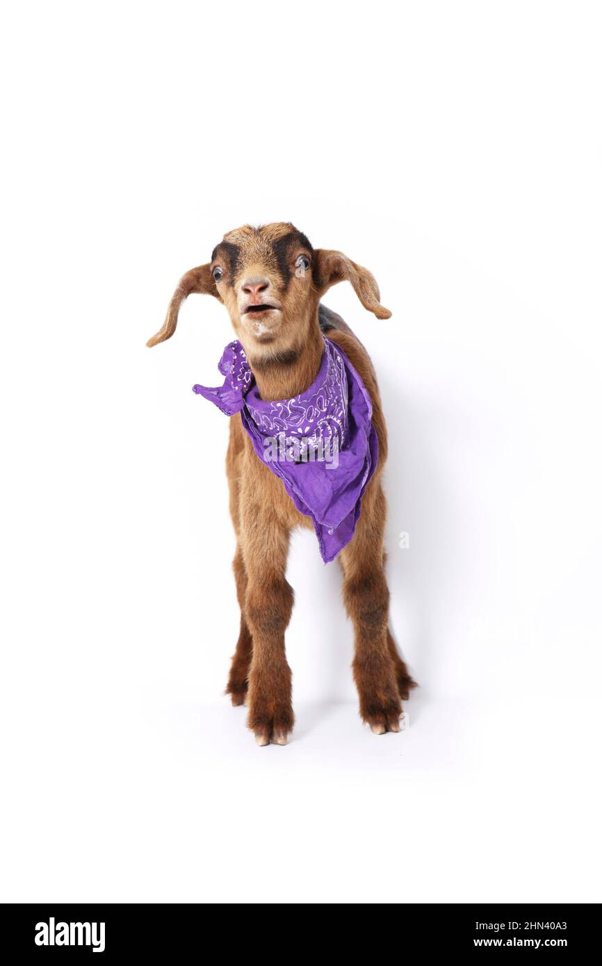 Domestic goat. Kid standing, wearing a purple scarf, seen against a white background. Germany Stock Photo
