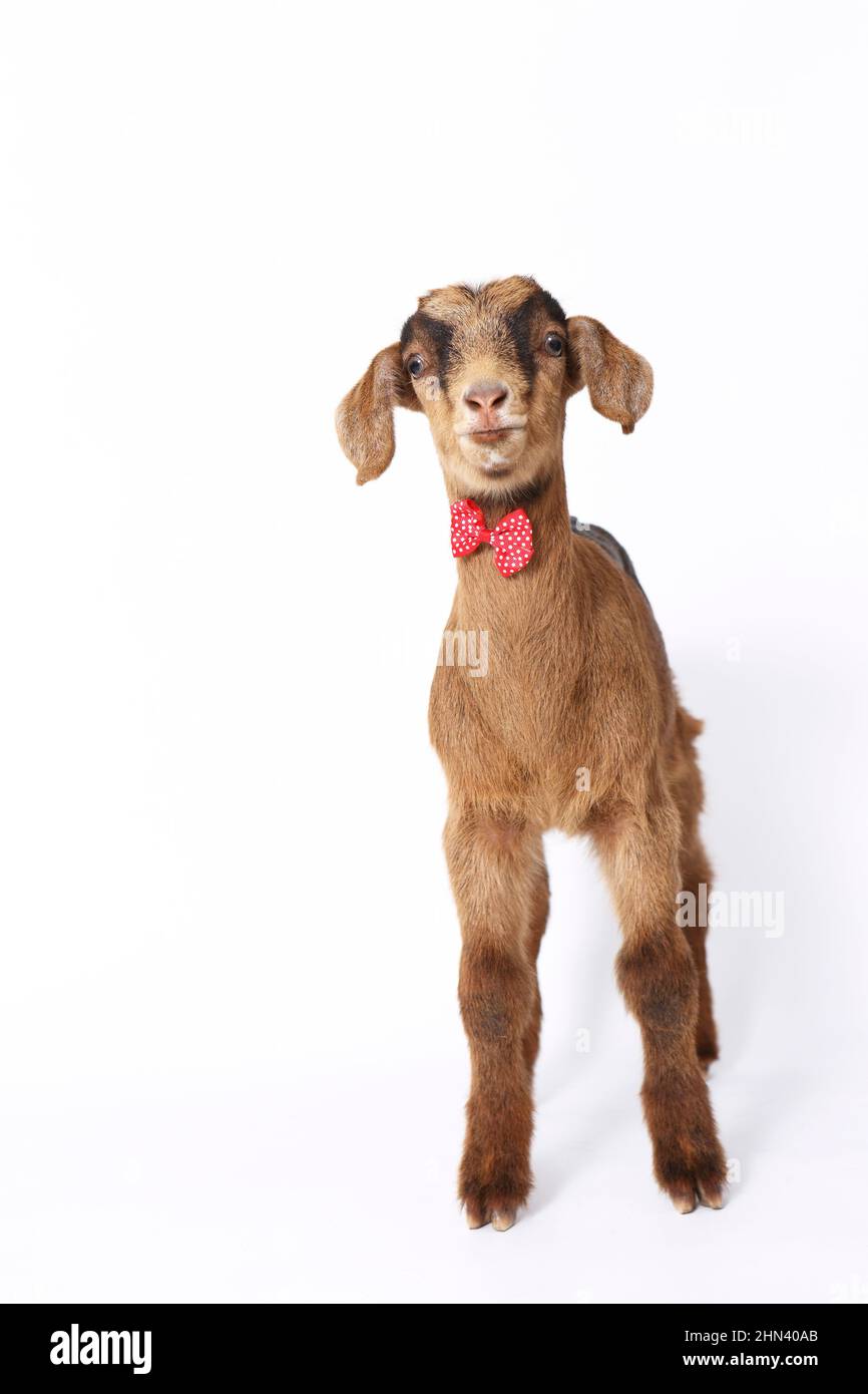 Domestic goat. Kid standing, wearing a red bow tie, seen against a white background. Germany Stock Photo