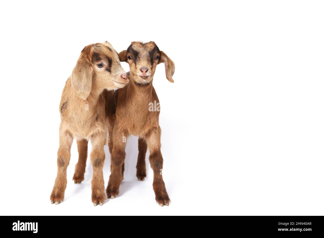 Domestic goat. Two kids standing, seen against a white background. Germany Stock Photo