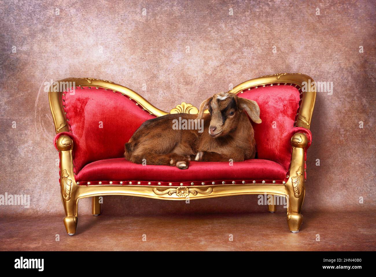 Domestic goat. Kid lying on a on a baroque couch. Germany Stock Photo