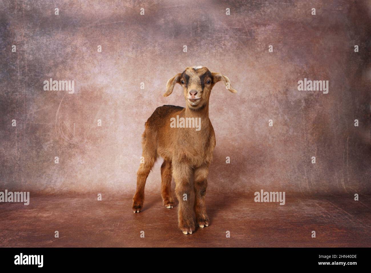 Domestic goat. Kid standing, seen against a brown background. Germany Stock Photo
