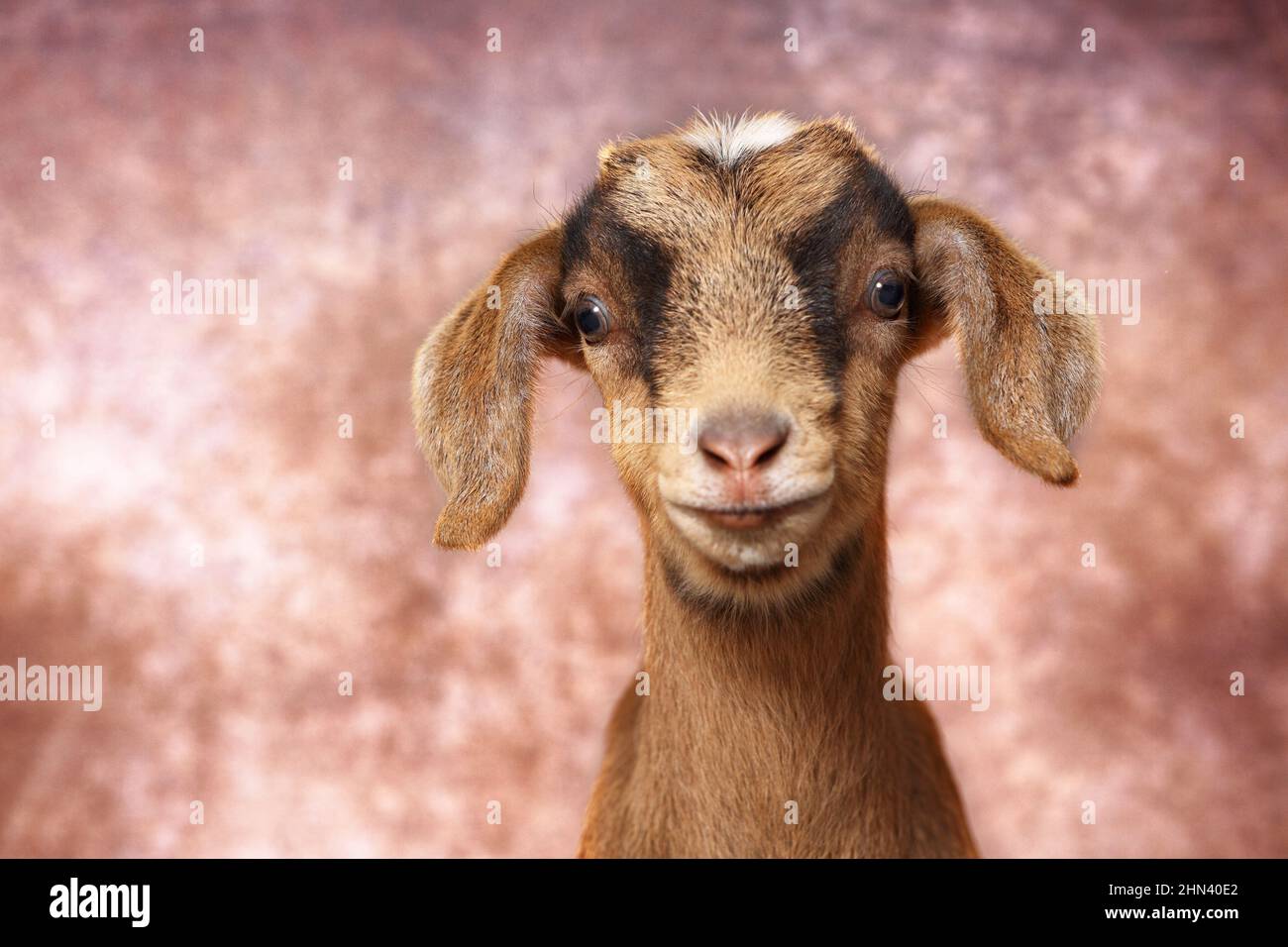 Domestic goat. Portrait of kid, seen against a brown background. Germany Stock Photo