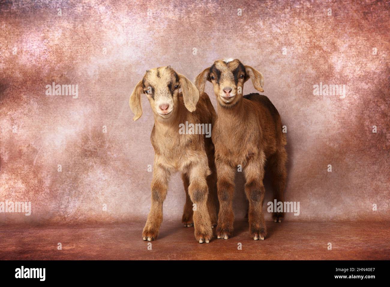 Domestic goat. Two kids standing, seen against a brown background. Germany Stock Photo