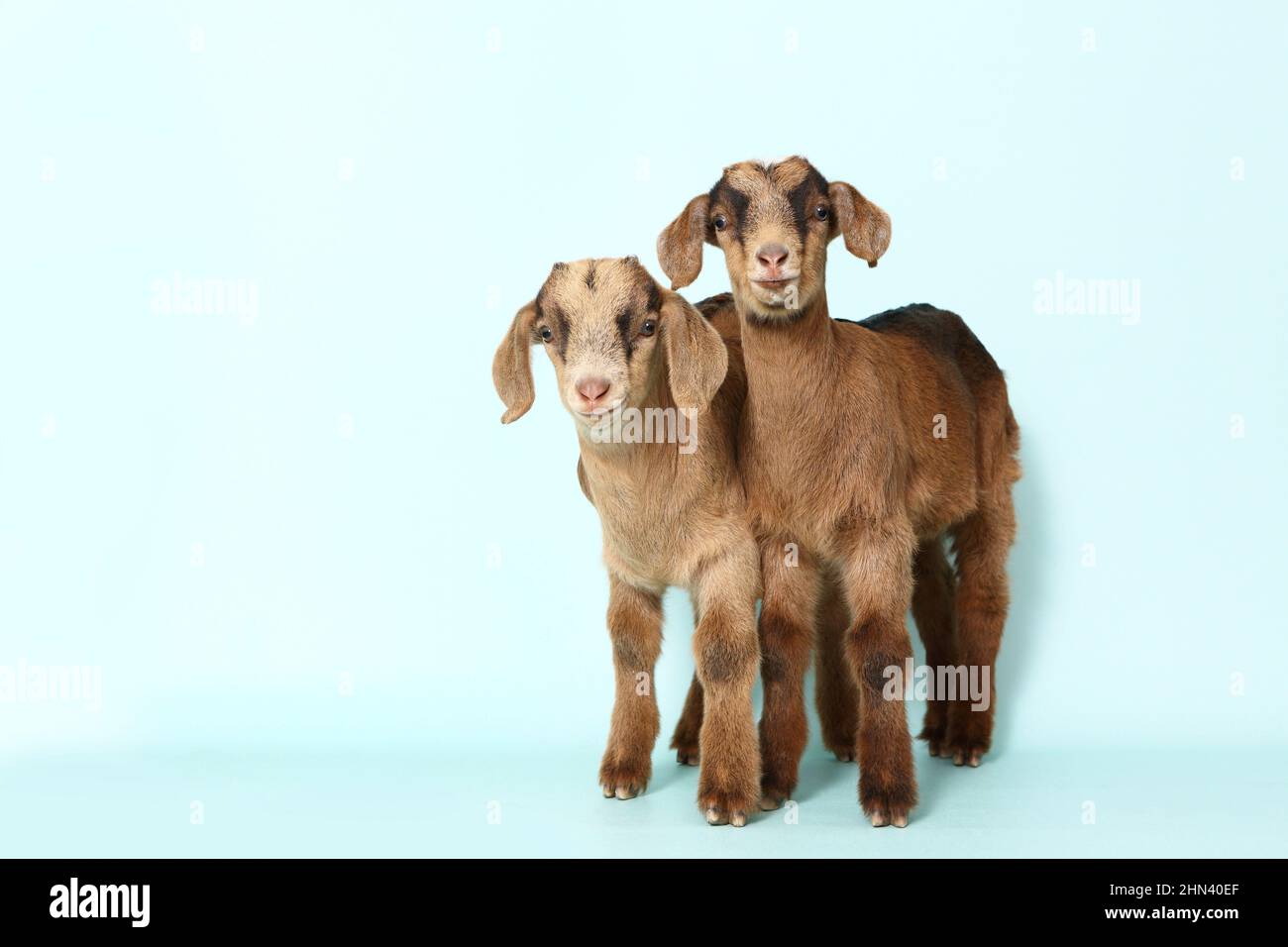 Domestic goat. Two kids standing, seen against a light-blue background. Germany Stock Photo