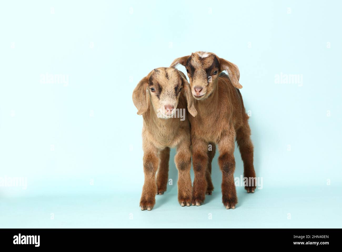 Domestic goat. Two kids standing, seen against a light-blue background. Germany Stock Photo