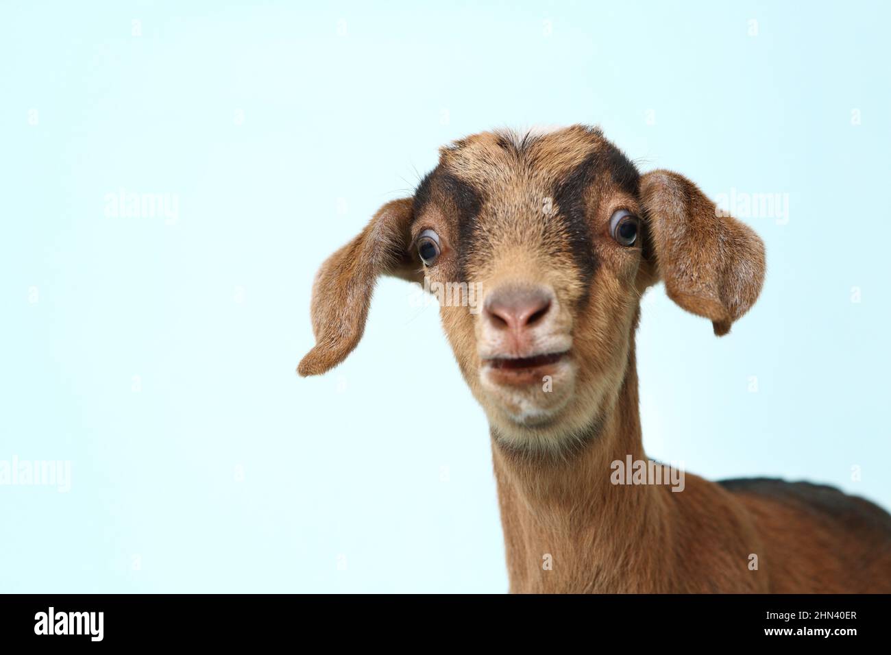 Domestic goat. Portrait of kid, seen against a light-blue background. Germany Stock Photo