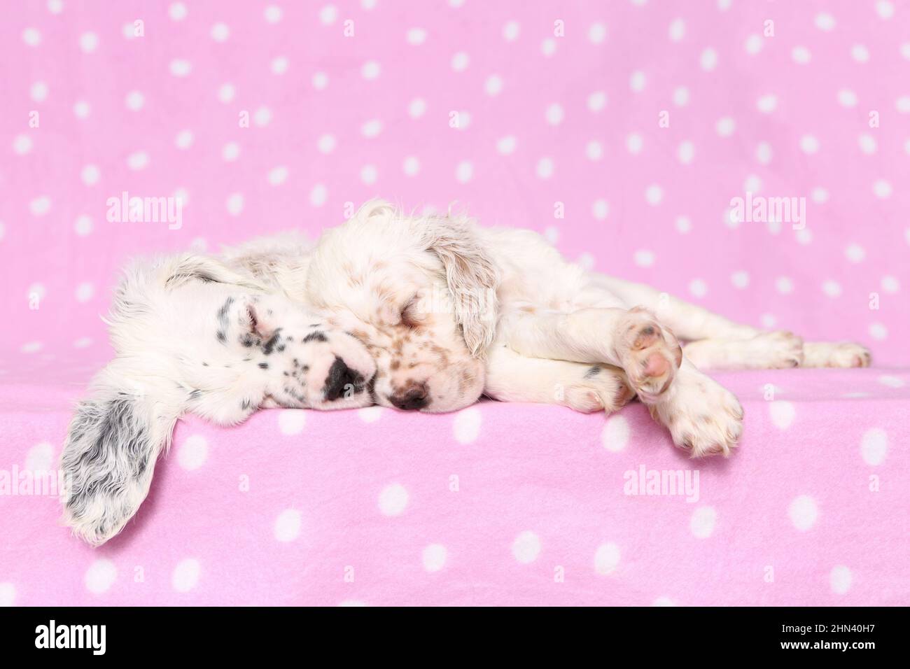 English Setter. Two puppies sleeping on a pink blanket with polka dots. Germany Stock Photo